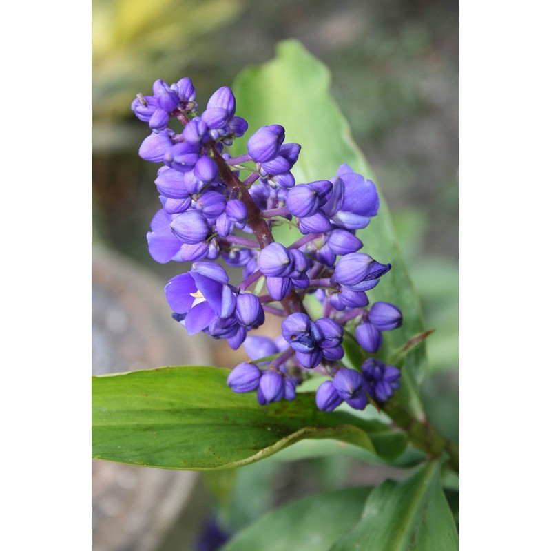 Live Hawaiian Blue Ginger Plant Root - Fragrant Tropical Flowering