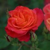 Heirloom Roses Climbing Rose Plant - Piñata Climber Rose Bush,
