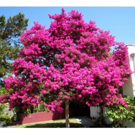 Seed-Top 120 Lagerstroemia Seeds Indica Crepe myrtle trees red rocket