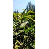 Premium Pu-erh Tea，pu-er ripe leaf（shou） tea 普洱熟茶 (Pu erh tea
