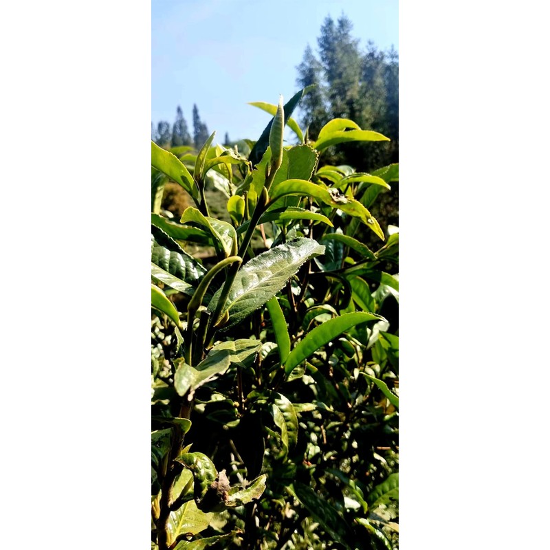 Premium Pu-erh Tea，pu-er ripe leaf（shou） tea 普洱熟茶 (Pu erh tea