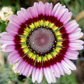 TomorrowSeeds - Painted Mix Daisy Seeds - 1000+ Count - for 2025 Planting Tricolor Chrysanthemum Carinatum Rainbow Rings Ismelia Garden Wildflower Annual Flower Grow Your Own Home Farm Patio Healthy