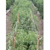 Tenax 2A150029 Hortonova Plant Trellis 48" x 250' White