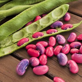 TomorrowSeeds - Scarlet Runner Bean Seeds - 60+ Count Packet - for 2025 (Pole) Magic Pink Purple Beans Green Pods Vining Scarlet Red Flower