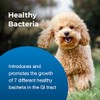 Bene-Bac Plus Pet Gel, Pro Pack, 15gm