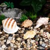LIOOBO Hermit Crab Shells: 6Pcs Hermit Crab Conch Shells, Sea
