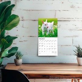Baby Goats | 2026 7 x 14 Inch (Hanging) Monthly Mini Wall Calendar | BrownTrout | Domestic Animals