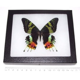BicBugs Urania ripheus Recto Real Framed Butterfly Pink Orange Green Sunset Moth Madagascar