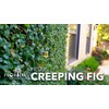 Creeping Fig Vine | 10 Live Plants | Ficus Pumila