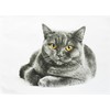 Half a Donkey The Grey Cat Large Cotton Tea Towel