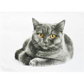 Half a Donkey The Grey Cat Large Cotton Tea Towel