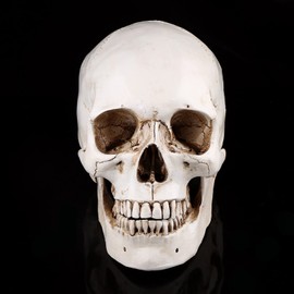 1pc White Resin Human Skull,Yctze Replica Ornament Skull Ornament Drawing Model Human White Replica Clear