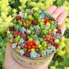 200pcs Rare Beautiful Mixed Mini Succulents Seeds for Planting, DIY