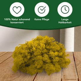 sphagnum-shop.com Real Decorative Moss Reindeer Moss in Yellow 500 g for Model Making Crafts Iceland Moss Preserved
