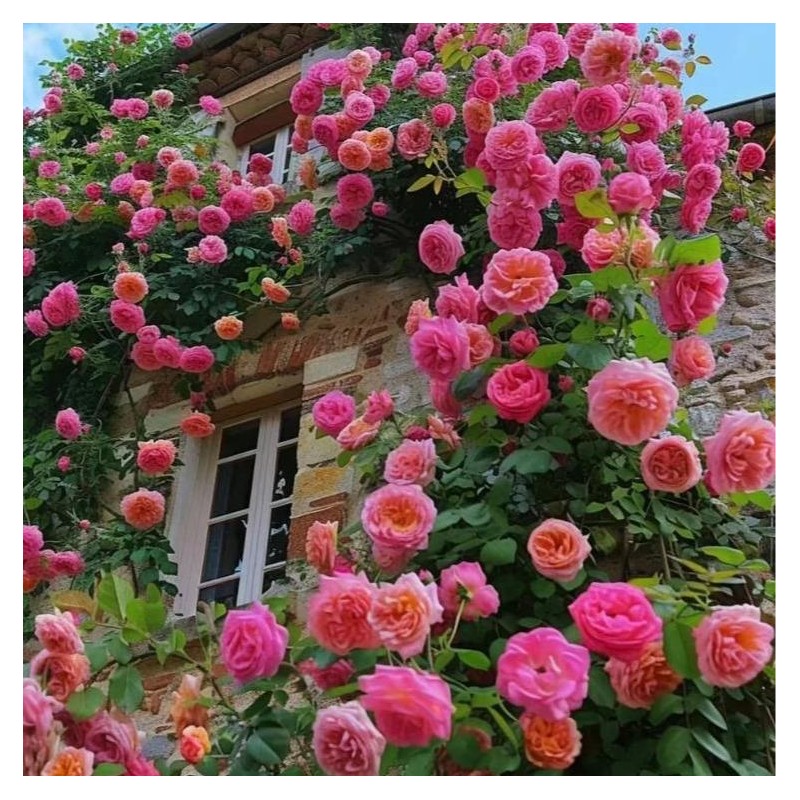 800 Climbing Rose & 200 Jasmine Seeds – Lush, Scented