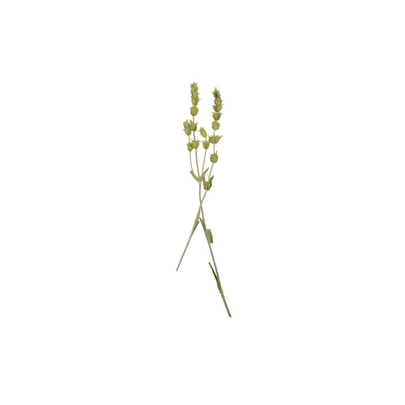 Greek Mountain Whole Tea Loose Herb Tea - Sideritis Raeseri