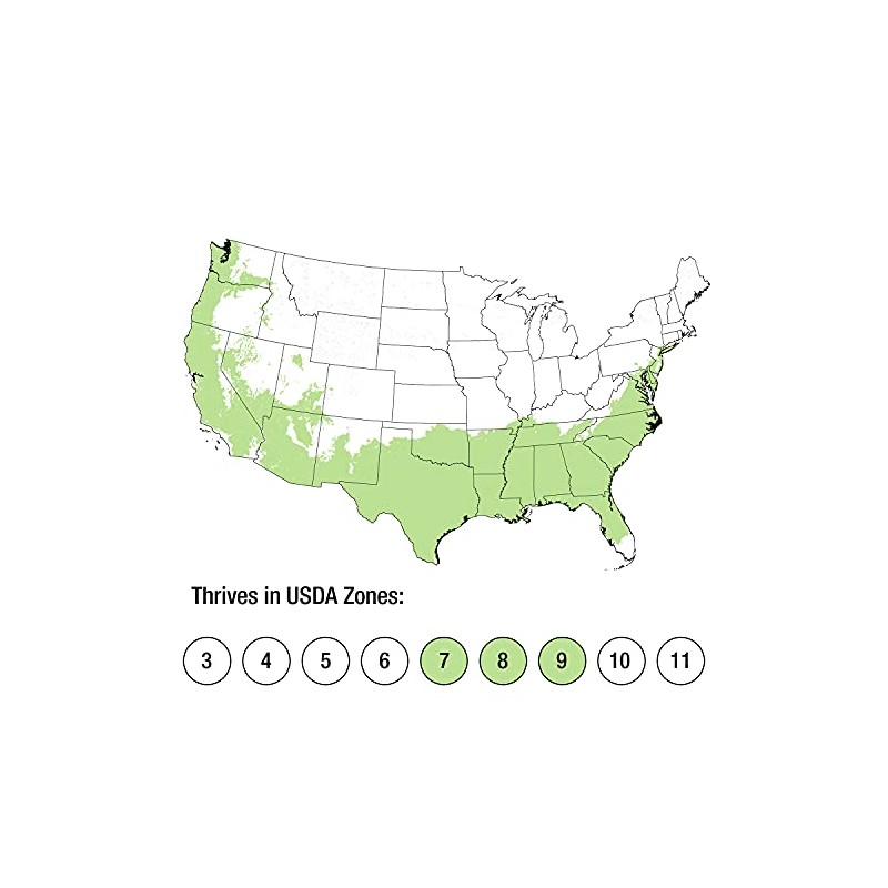 2.5 Quart - 'Leslie Ann' Camellia