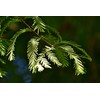 Dawn Redwood | Medium Tree Seedling | The Jonsteen Company