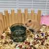 Acsist 2 Pcs Hamster Feeding & Water Bowls, Glass Hamster