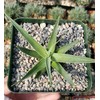 Agave bracteosa Cacti Cactus Succulent Real Live Plant