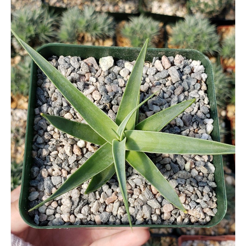 Agave bracteosa Cacti Cactus Succulent Real Live Plant