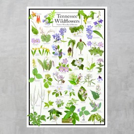 Tennessee Wildflowers - Native Woodland Blooms Flower Poster - Educational Science Nature Chart (12" x 18")