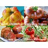 This is A Mix 30 Rainbow Deluxe Tomato Seeds Mix