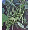 Bean Seed, Commodore Bush, Heirloom, 100+ Seeds, Non GMO, Green