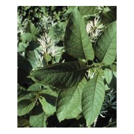 Chionanthus virginicus: Old Man's Beard Seeds