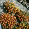 Outsidepride Sedum Oreganum - 1000 Seeds