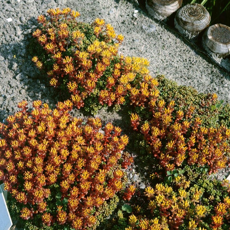 Outsidepride Sedum Oreganum - 1000 Seeds