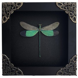 VINADECOR Real Dragonfly Butterfly Frame Taxidermy Insect Shadow Box Spooky Gothic Decor Curiosities And Oddities Decor Handing Wall Crystal Display Shelf K12-83-DE-A9