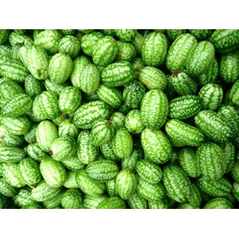 Mexican Miniature Watermelon 15 Seeds -Melothria scabra