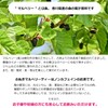 Japanese Mulberry Tea Sanuki Tea Brown Rice Flavor (Tea Bag),