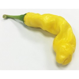 Yellow Peter Chili Willy Heirloom Pepper Premium Seed Packet + More