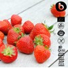 Organic Freeze Dried Strawberry Powder from Freeze Dried Strawberries, Rich