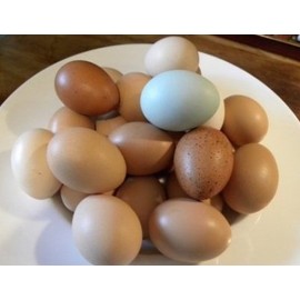 40 Fertile Chicken Eggs, Mixed Breed