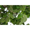 Tree 1 Cup Cherimoya Live Plant Seedling Fruit Tree "7-9"