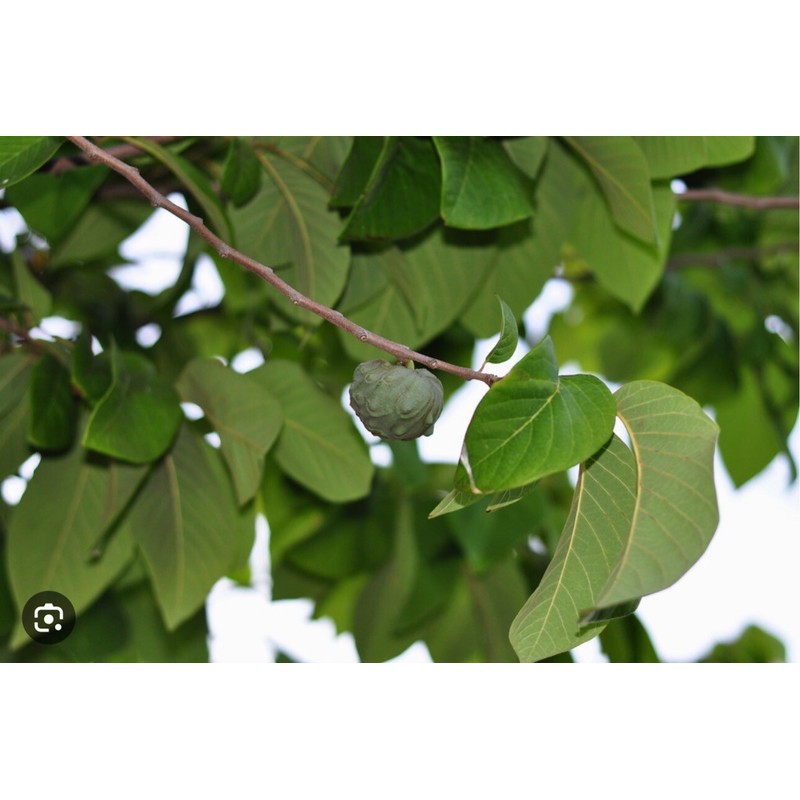 Tree 1 Cup Cherimoya Live Plant Seedling Fruit Tree "7-9"