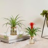 Plant Propagation Station Glass Planter Terrariums with Wooden Lid
