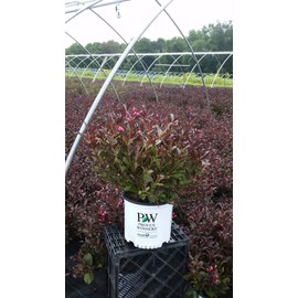 Green Promise Farms Wine & Roses` (Weigela) Shrub, #3-Size Container, Pink Flowers