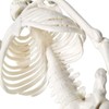 Mini Human Skeleton Model for Anatomy, 17.7 Inches (45 cm)