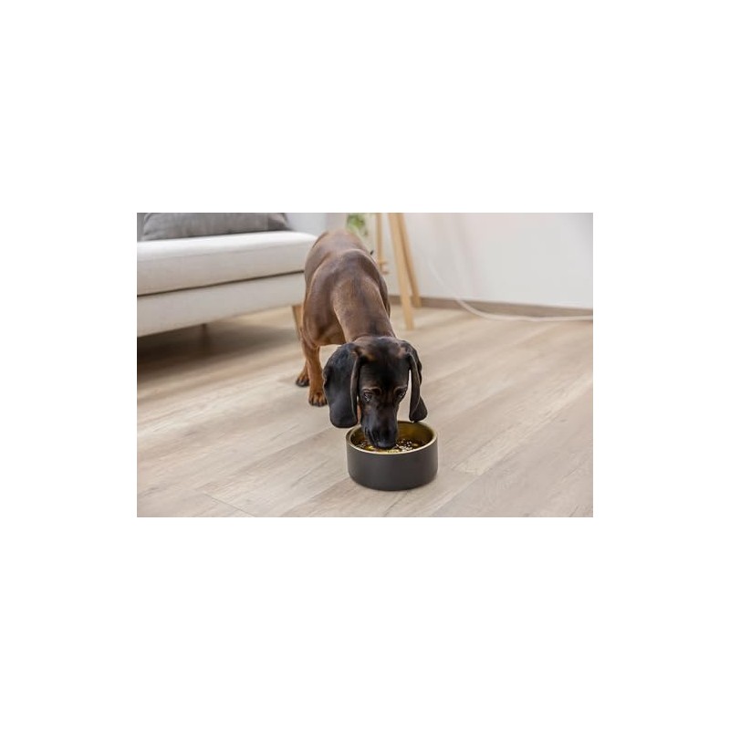 Kerbl Pet Golden Stainless Steel Bowl for Dogs and Cats,