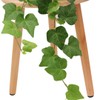 American Plant Exchange English Ivy – Live 6-Inch Potted Trailing