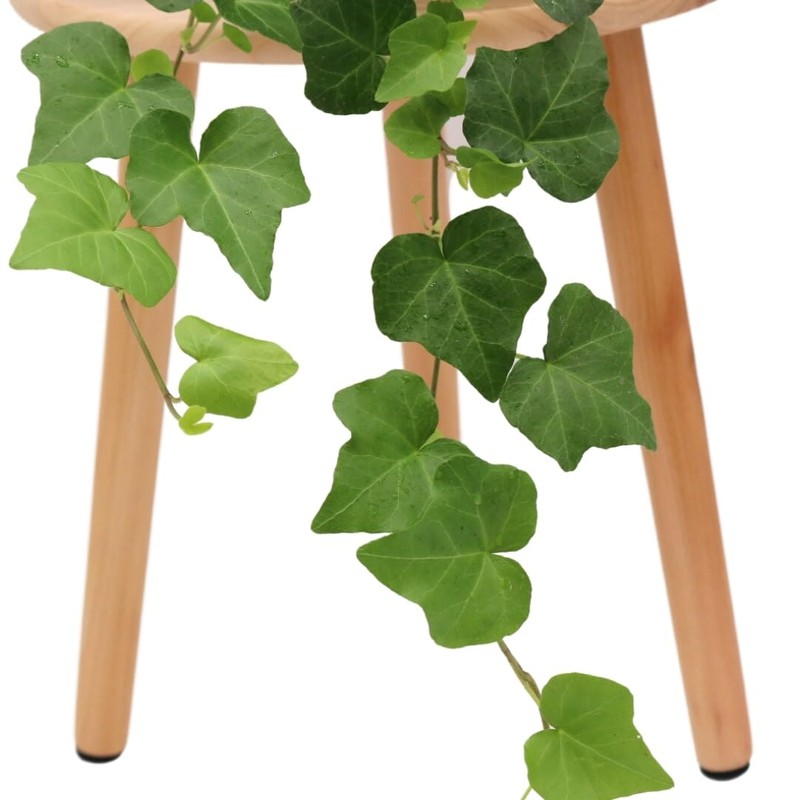 American Plant Exchange English Ivy – Live 6-Inch Potted Trailing