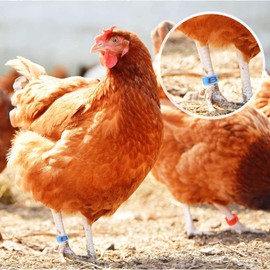 BOBOZHONG Chicken Leg Rings,50PCS Numbered Clip on Leg Rings Multiple Colour Chicken Identification Leg Bands Numbered Clip on Leg Rings Foot Round Tag Clips for Chick Duck Pigeon Goose(16mm)