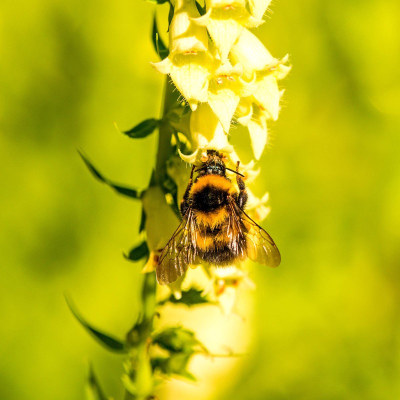 Outsidepride Foxglove Yellow - 2000 Seeds