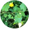 YAMKAY YAMKAY Abutilon Indicum | Indian Abutilon | Indian Mallow