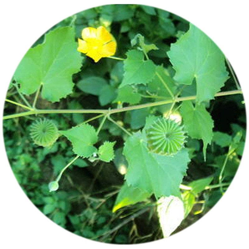YAMKAY YAMKAY Abutilon Indicum | Indian Abutilon | Indian Mallow