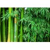100 Rare Moso Bamboo Seeds - Exotic Garden Shade Plants,